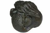 Wide Enrolled Eldredgeops Trilobite - Silica Shale #114165-2